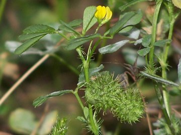 Medicago polymorpha